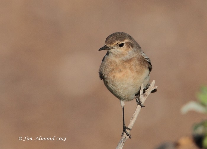 Pied Wheatear