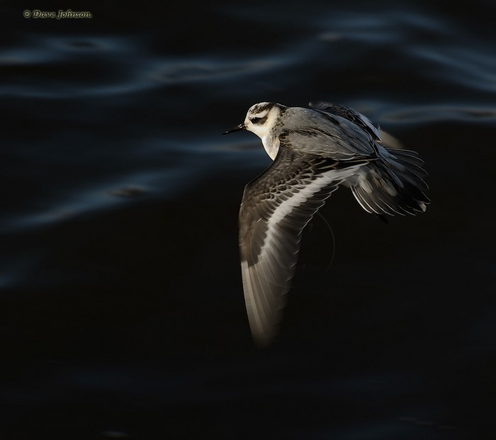 Grey Phalarope