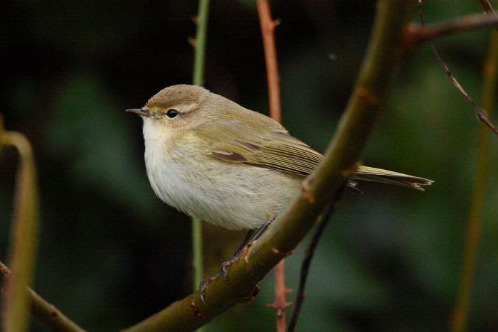 Siberian Chiffchaff