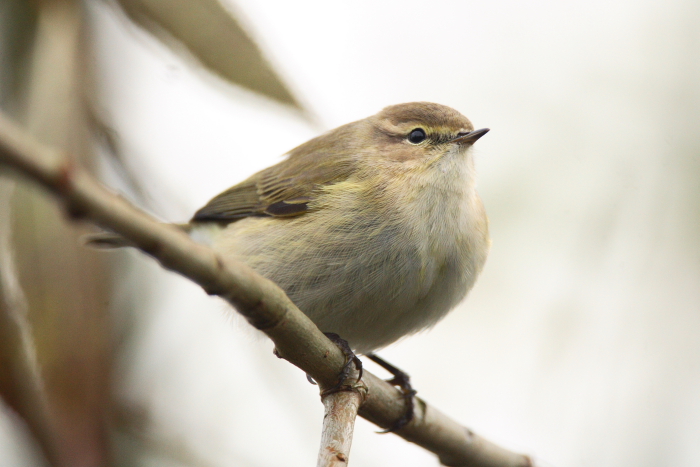 Siberian Chiffchaff