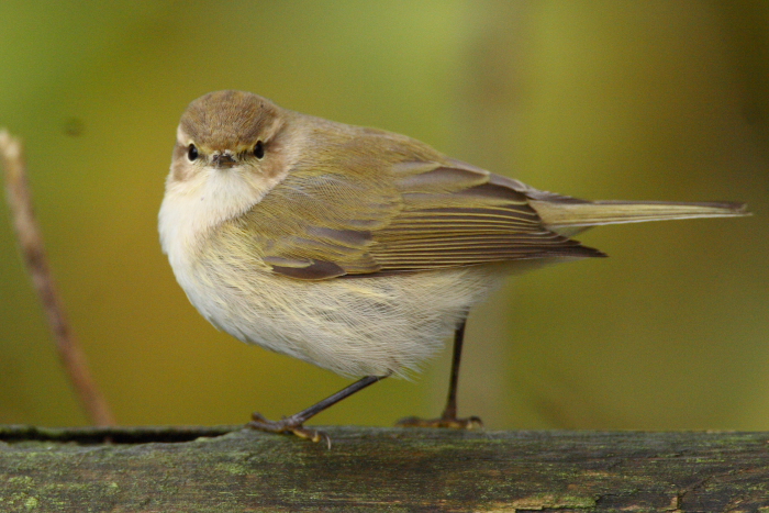 Siberian Chiffchaff