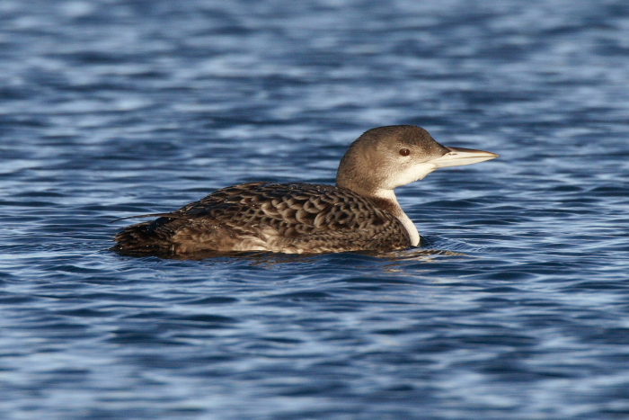 Great Northern Diver