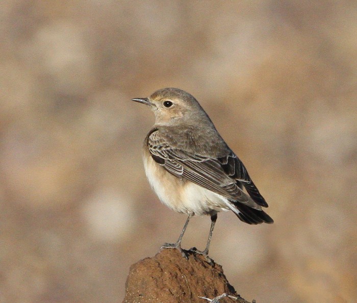 Pied Wheatear