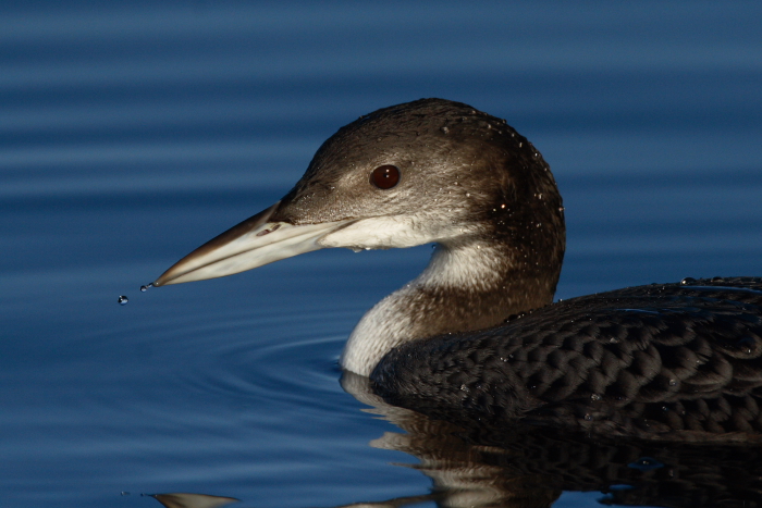 Great Northern Diver
