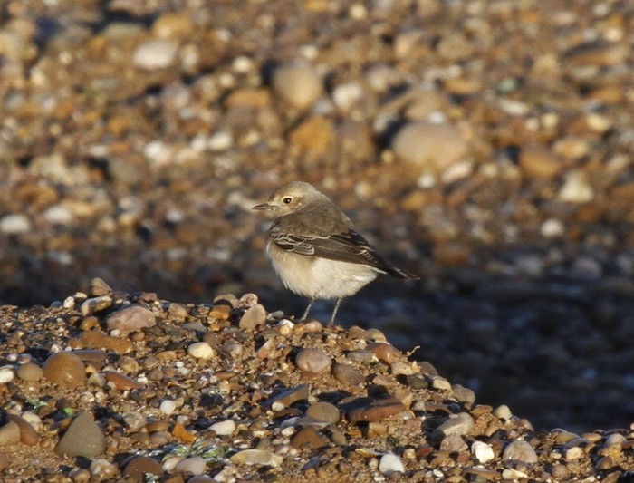 Pied Wheatear