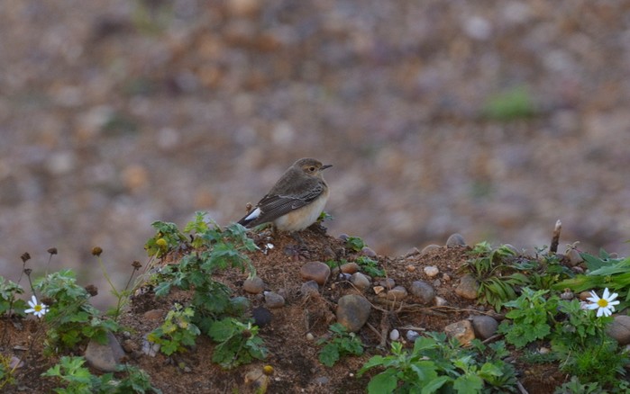 Pied Wheatear