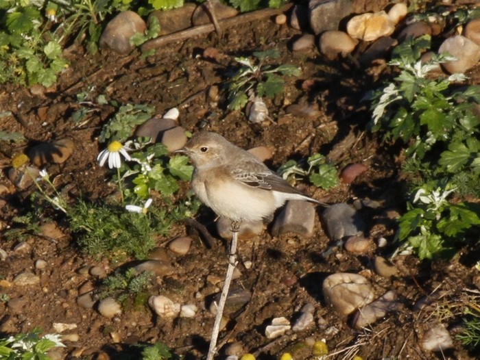 Pied Wheatear