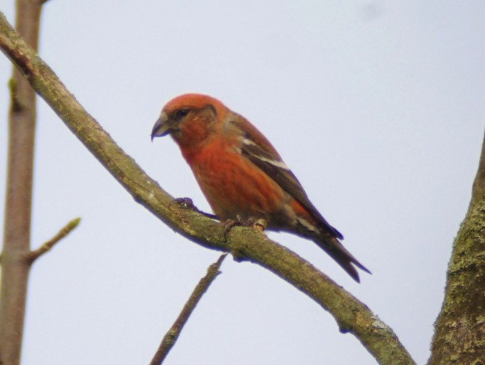 Two-barred Crossbill