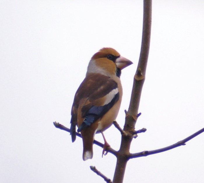 Hawfinch