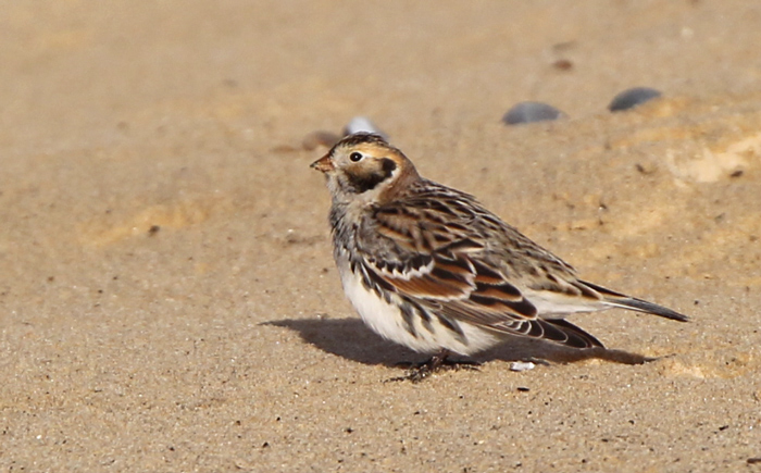 Lapland Bunting
