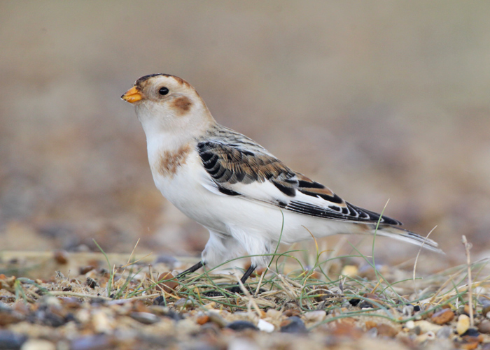 Snow Bunting