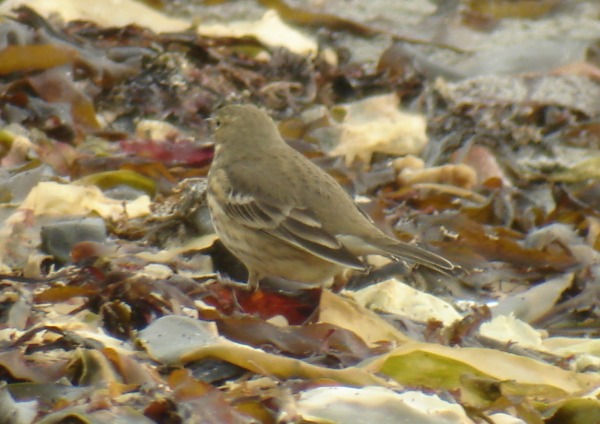 Buff-bellied Pipit