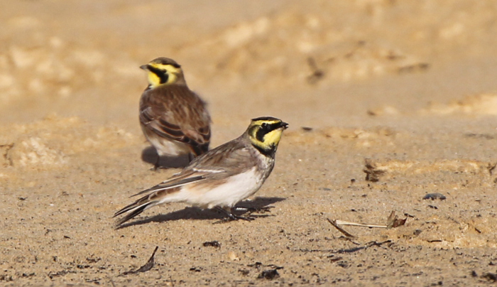 Shorelark
