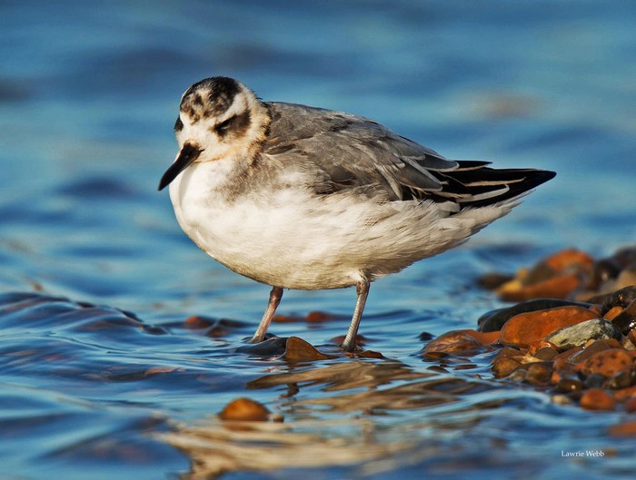 Grey Phalarope