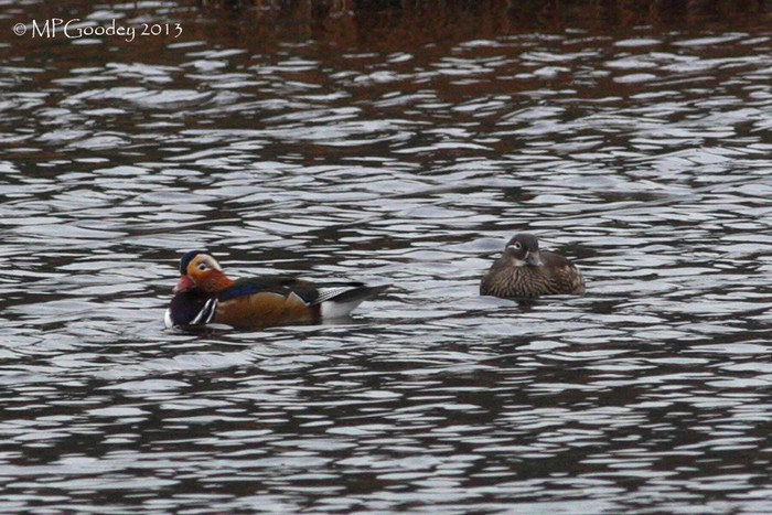 Mandarin