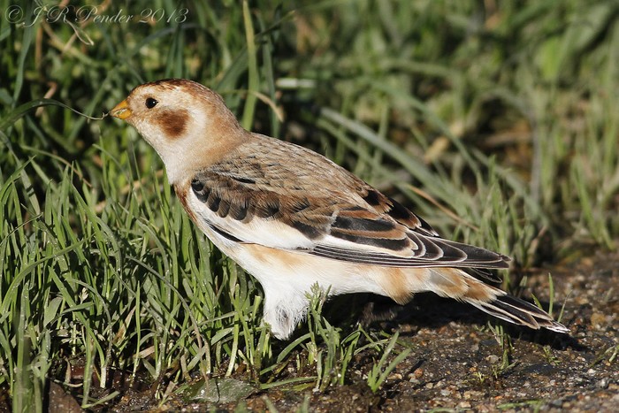 Snow Bunting