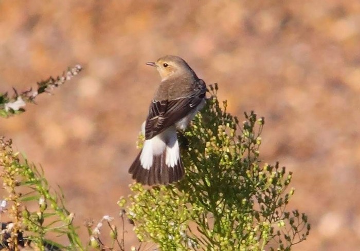 Pied Wheatear