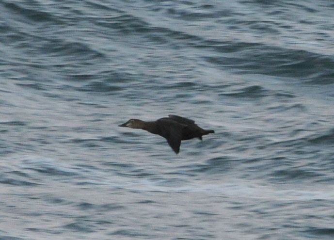 King Eider