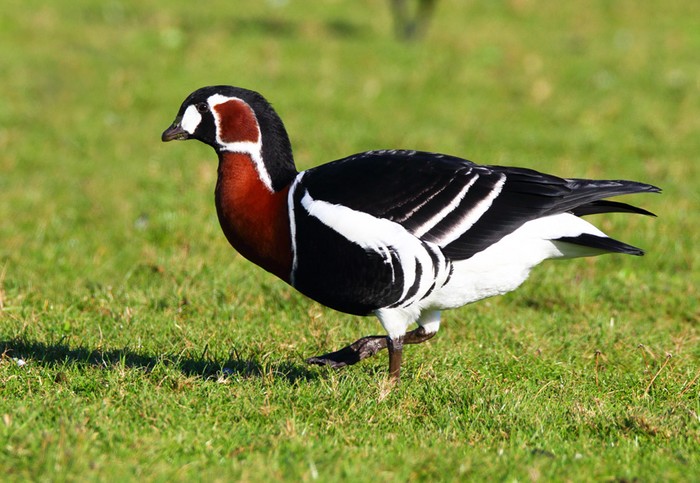 Red-breasted Goose