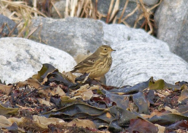 Buff-bellied Pipit
