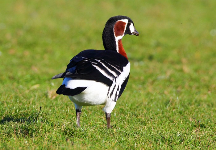 Red-breasted Goose
