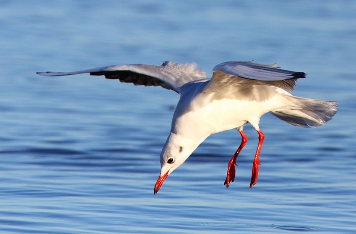 Black-headed Gull