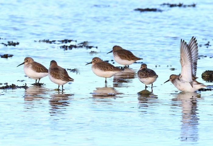 Dunlin