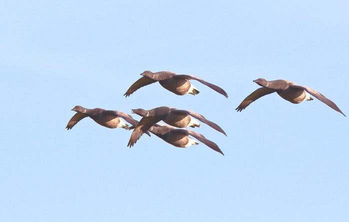 Brent Goose
