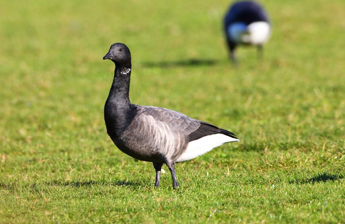 Brent Goose