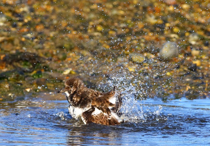Turnstone