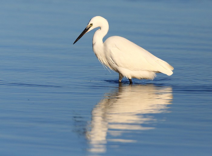 Little Egret