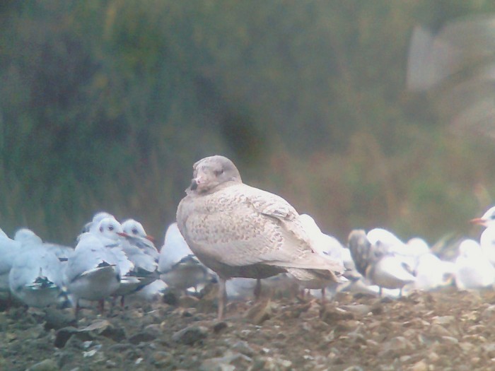 Glaucous Gull