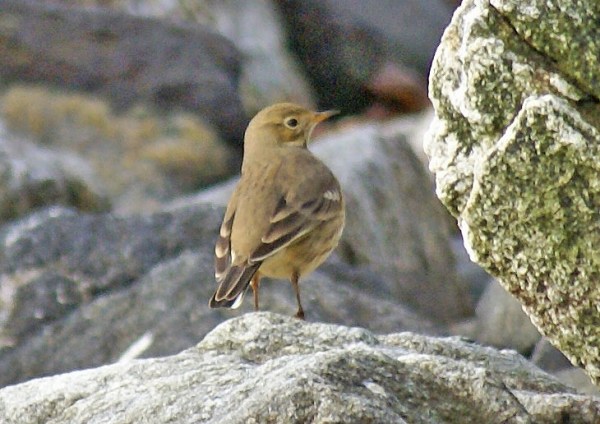 Buff-bellied Pipit