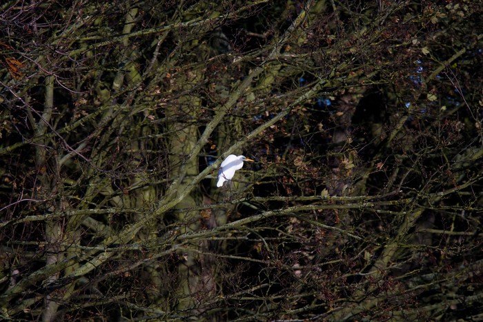 Great White Egret
