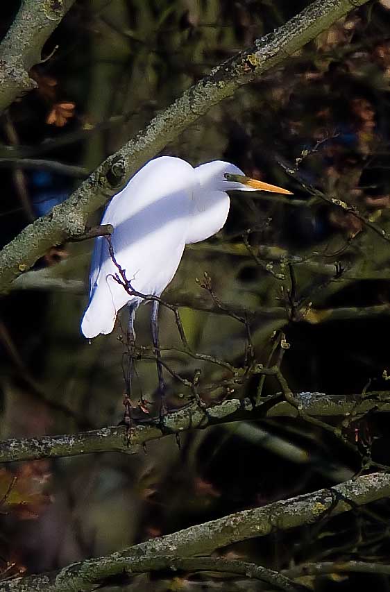 Great White Egret