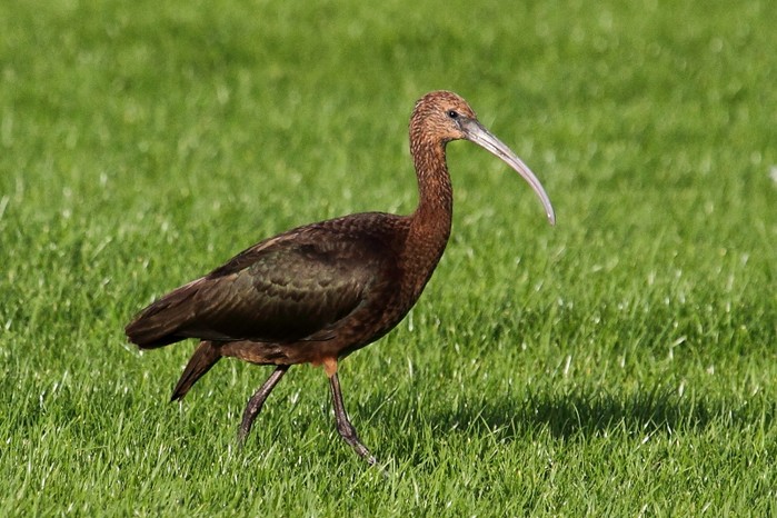 Glossy Ibis
