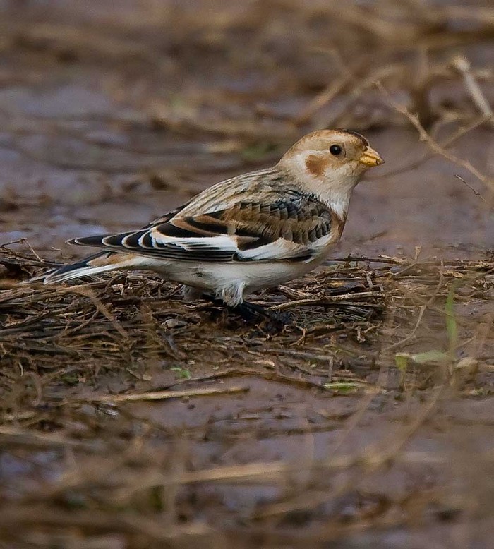 Snow Bunting