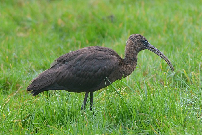 Glossy Ibis