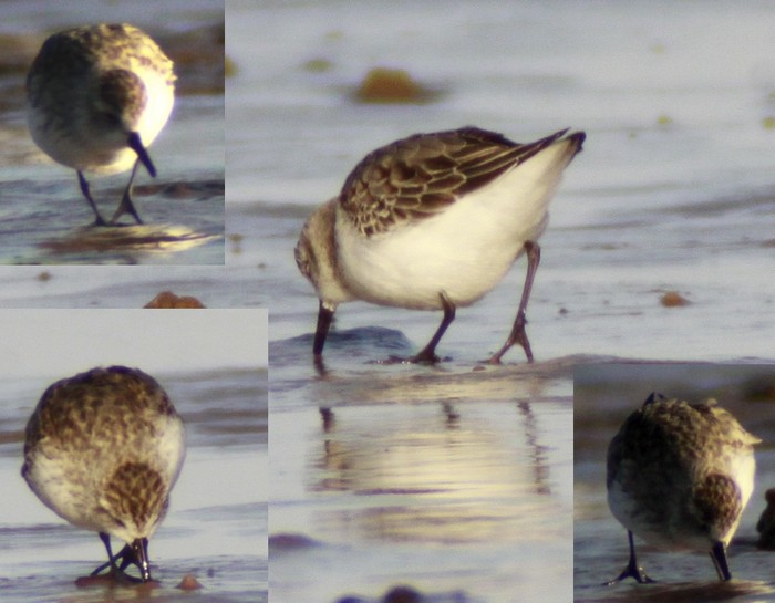 Semipalmated Sandpiper