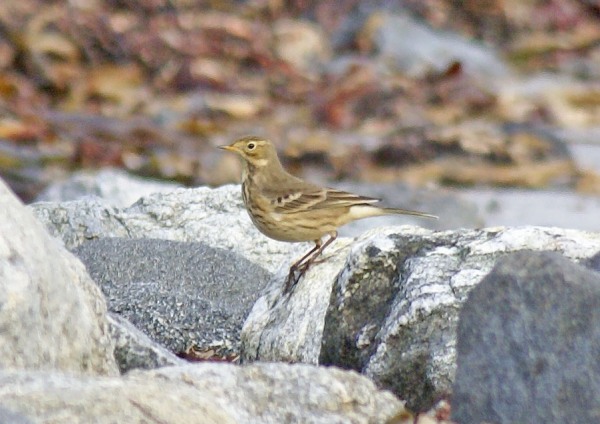 Buff-bellied Pipit