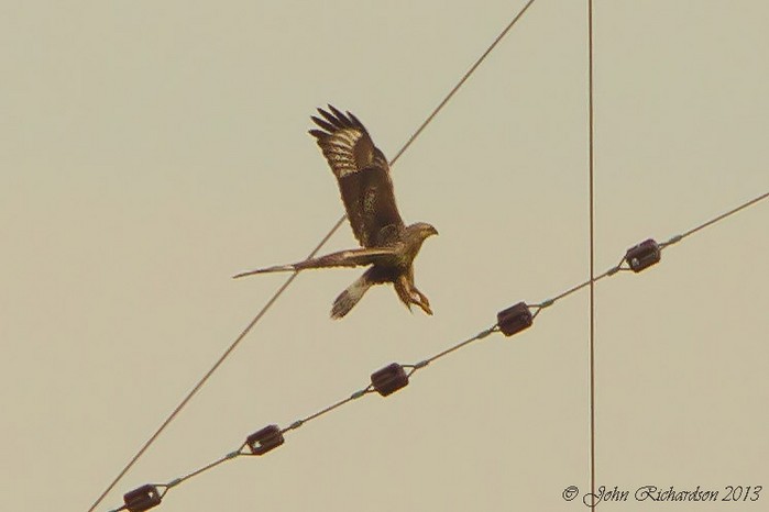 Rough-legged Buzzard
