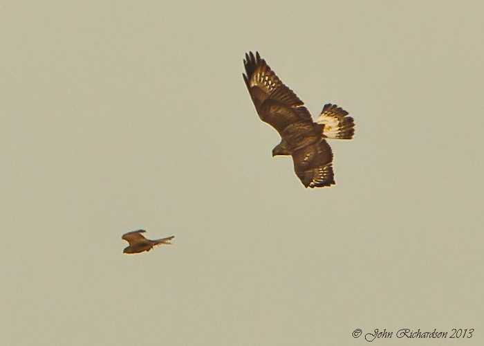 Rough-legged Buzzard