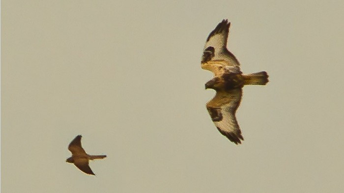 Rough-legged Buzzard