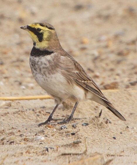 Shorelark