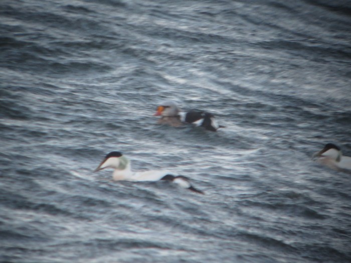 King Eider
