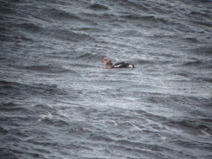 King Eider