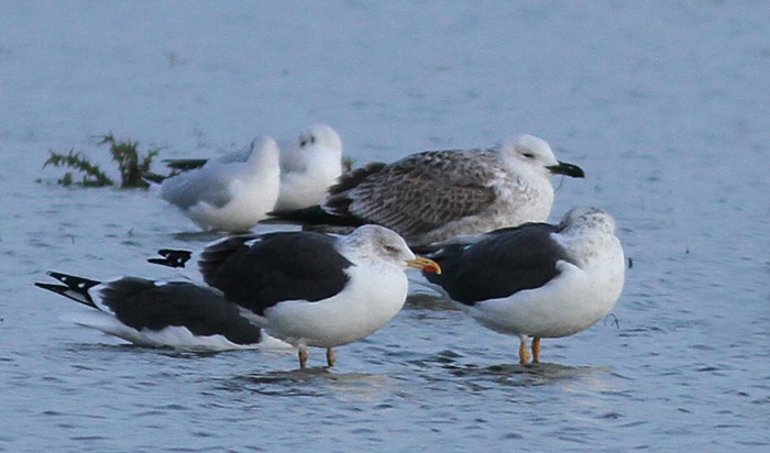 Caspian Gull