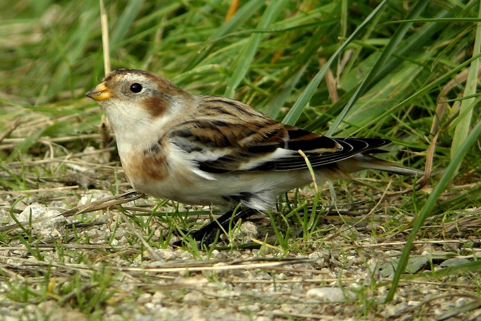 Snow Bunting