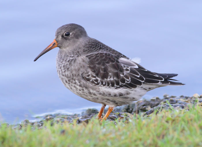 Purple Sandpiper