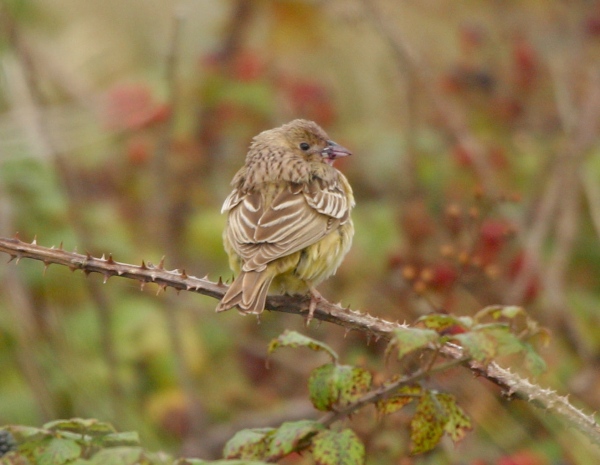 Black-headed Bunting
